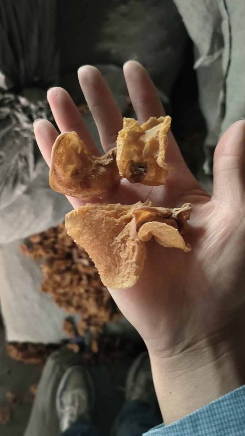 羊肚耳沙耳珍珠菌山东产地一手货源专注批发