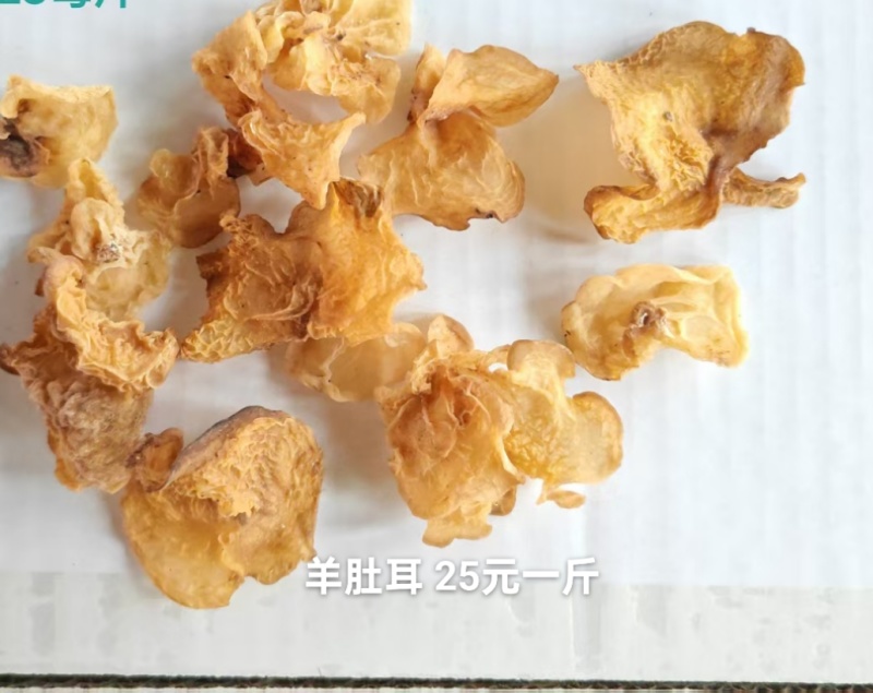 羊肚耳沙耳珍珠菌山东产地一手货源专注批发