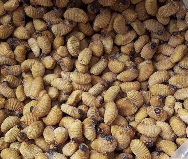 竹虫