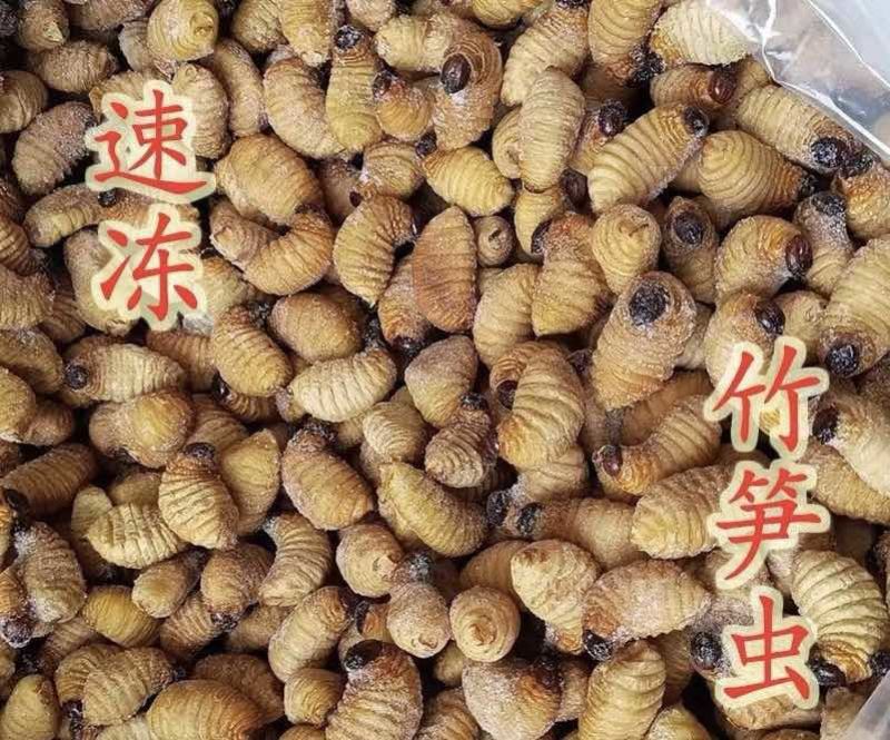 竹虫