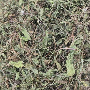 干蒲公英不带根