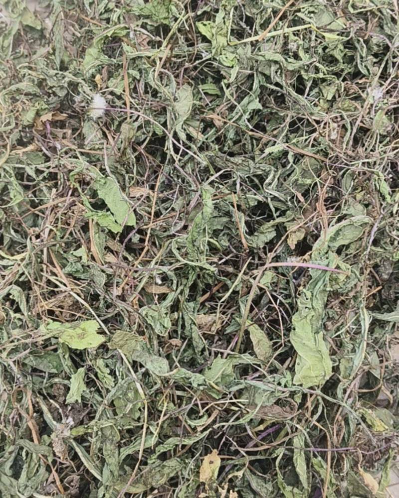 干蒲公英不带根