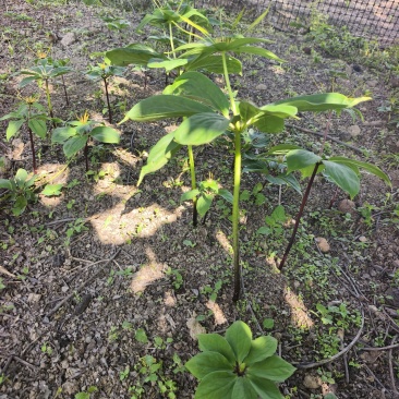 重楼（七叶一枝花）苗