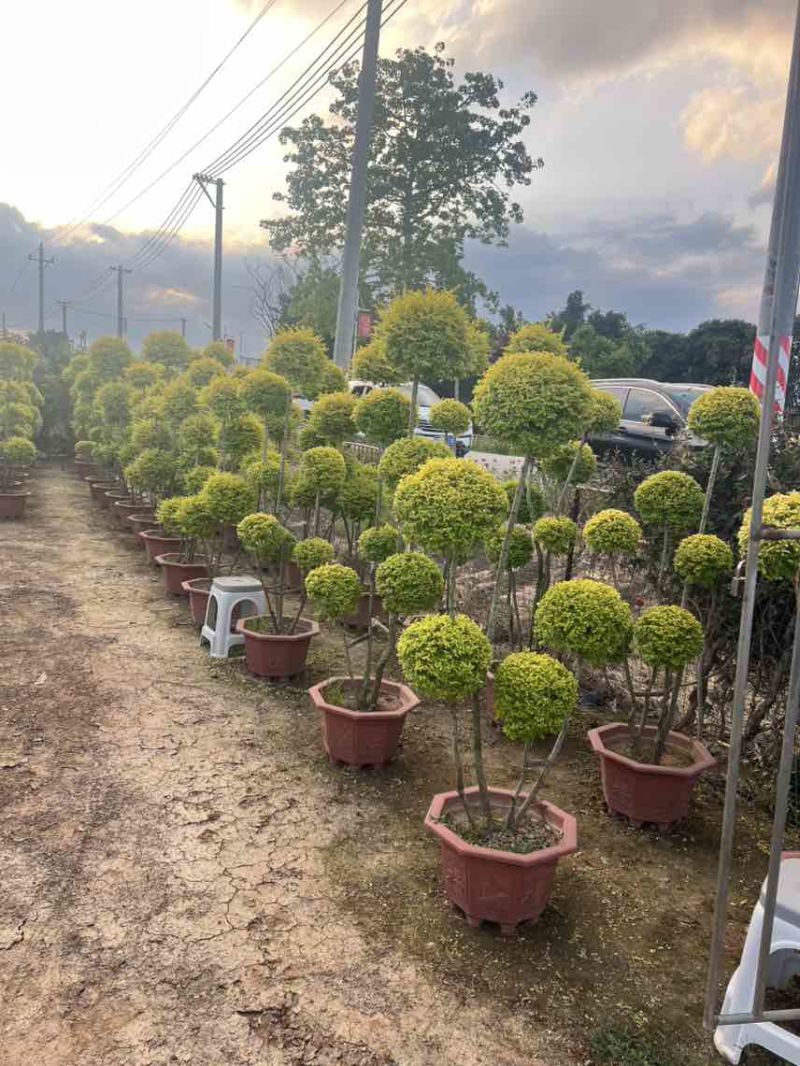亮晶女贞造型球，大量低价出售