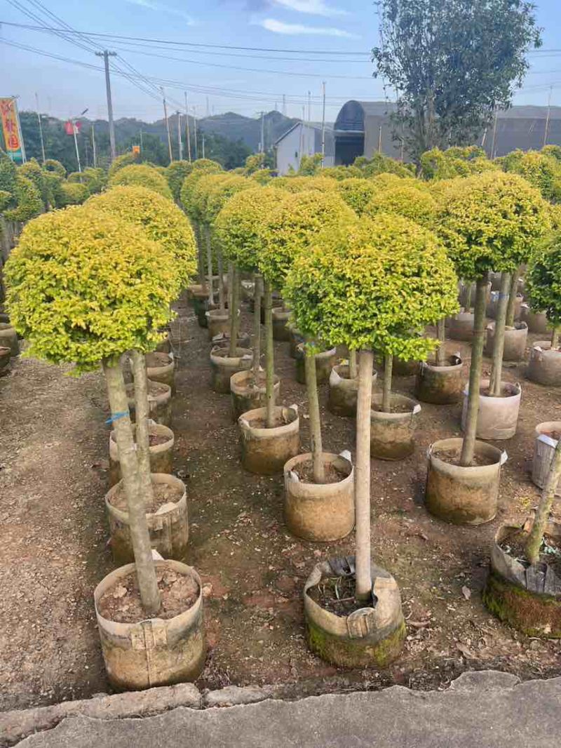 亮晶女贞造型球，大量低价出售