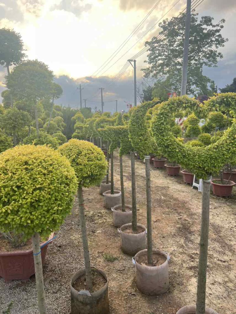 亮晶女贞造型球，大量低价出售