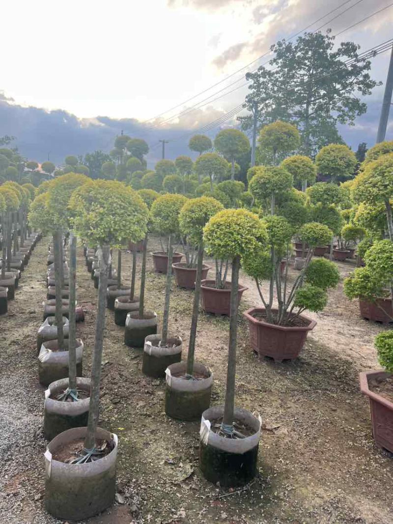 亮晶女贞造型球，大量低价出售