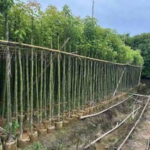 香樟3-8分，大量低价出售
