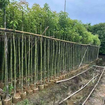 香樟3-8分，大量低价出售
