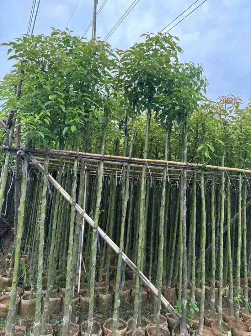 香樟3-8分，大量低价出售