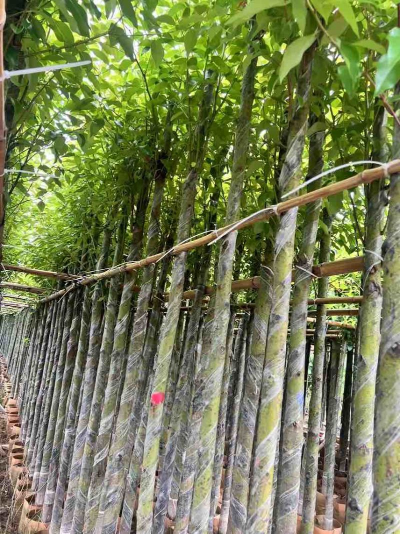 香樟3-8分，大量低价出售