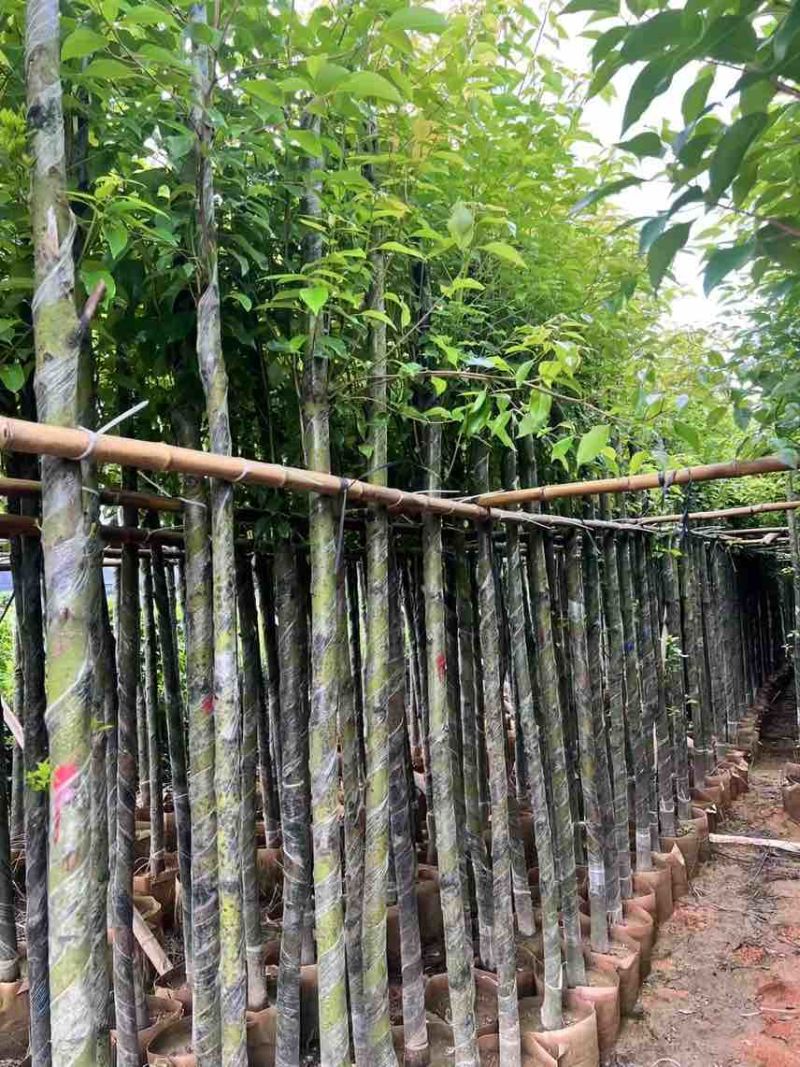 香樟3-8分，大量低价出售
