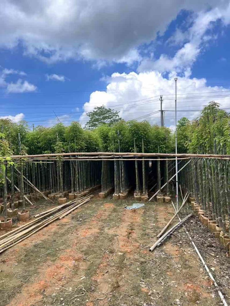 香樟3-8分，大量低价出售