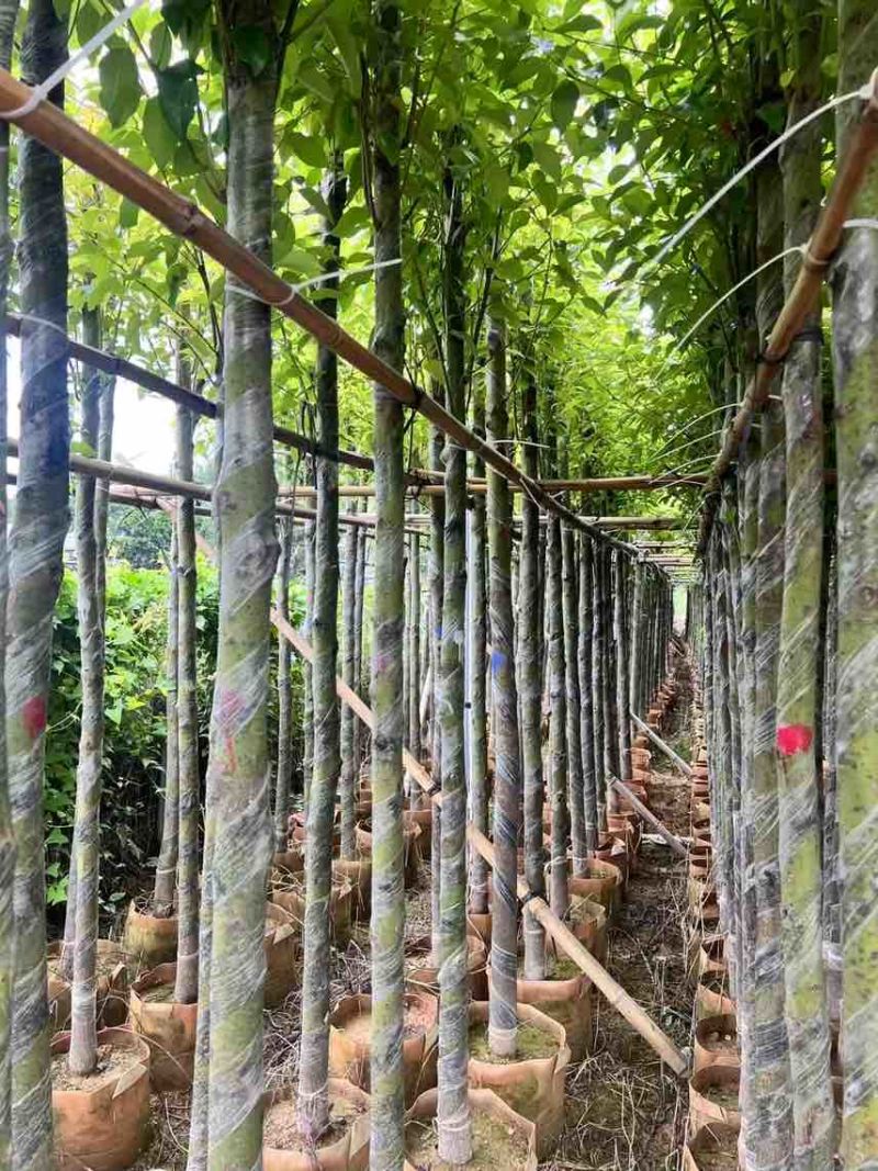 香樟3-8分，大量低价出售