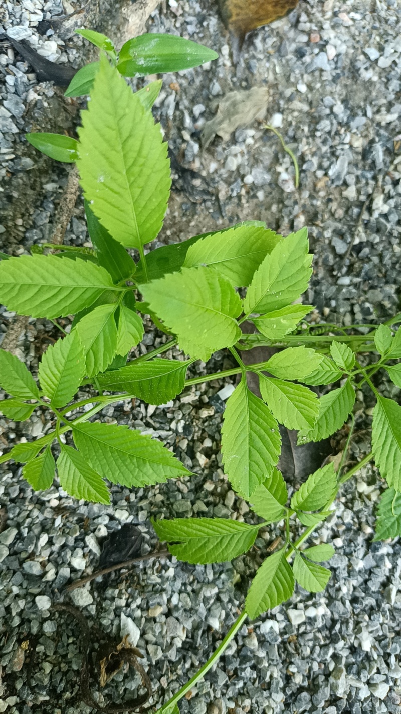 绞股蓝