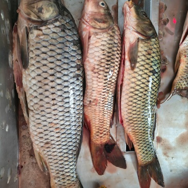 鲤鱼壳
