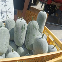 云南小香冬瓜