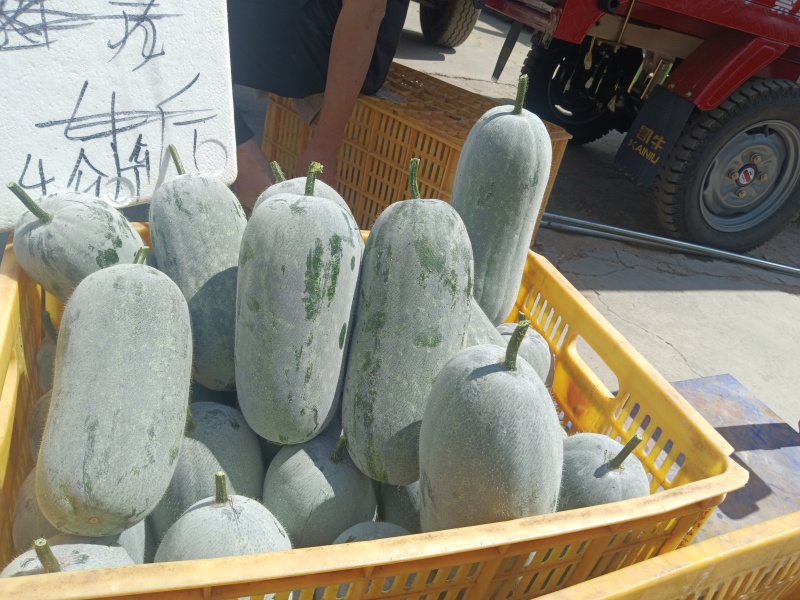 云南小香冬瓜