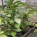 油茶苗30公分