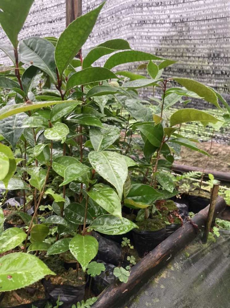 油茶苗30公分