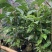 油茶苗30公分
