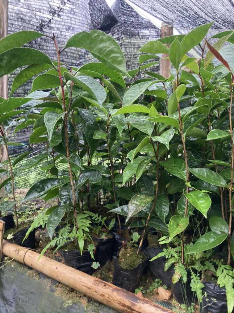 油茶苗30公分