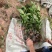 油茶苗30公分