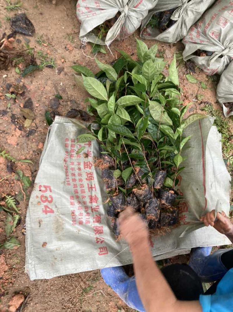 油茶苗30公分