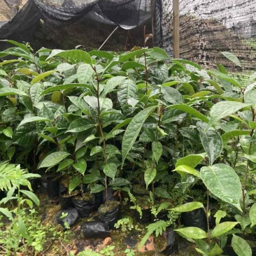 油茶苗30公分
