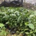 油茶苗30公分