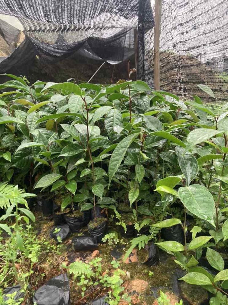 油茶苗30公分