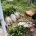 油茶苗30公分
