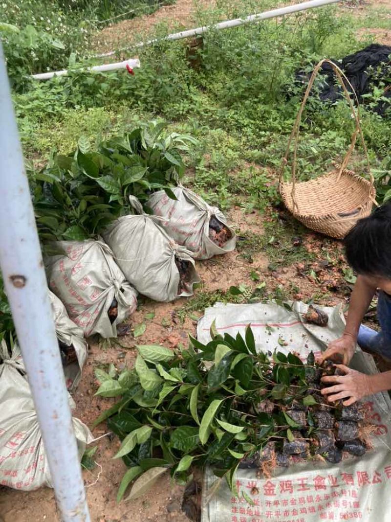 油茶苗30公分