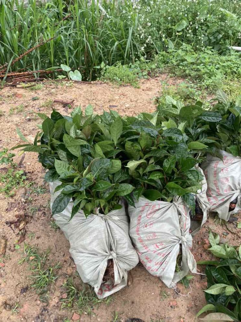 油茶苗30公分