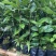油茶苗30公分