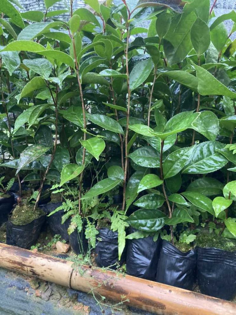 油茶苗30公分