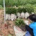油茶苗30公分