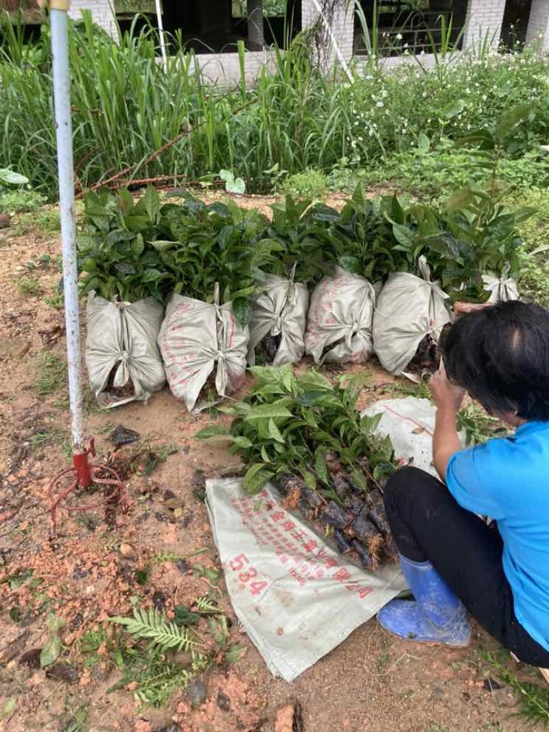 油茶苗30公分