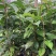 油茶苗30公分