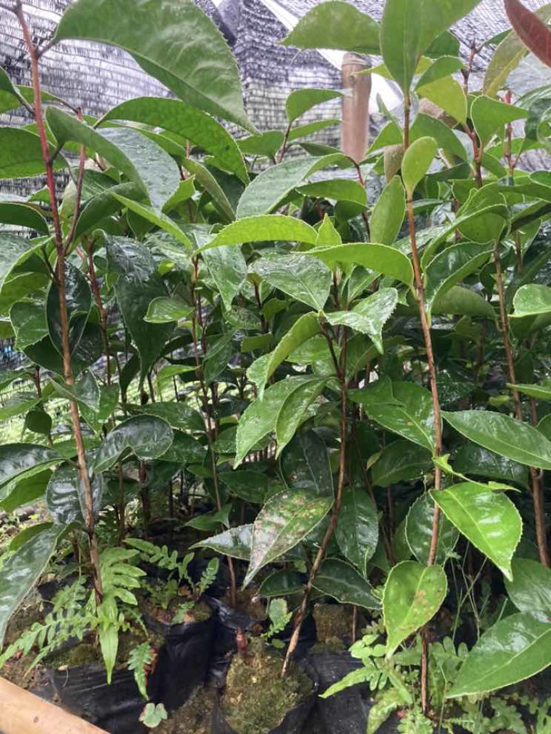 油茶苗30公分