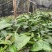 油茶苗30公分
