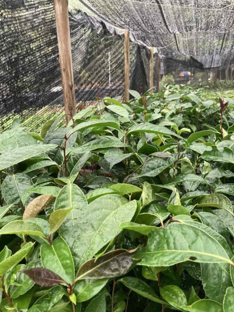 油茶苗30公分