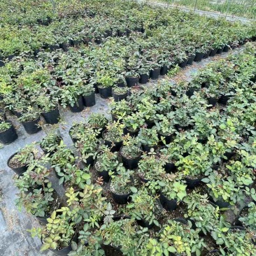 月季苗大花月季盆栽