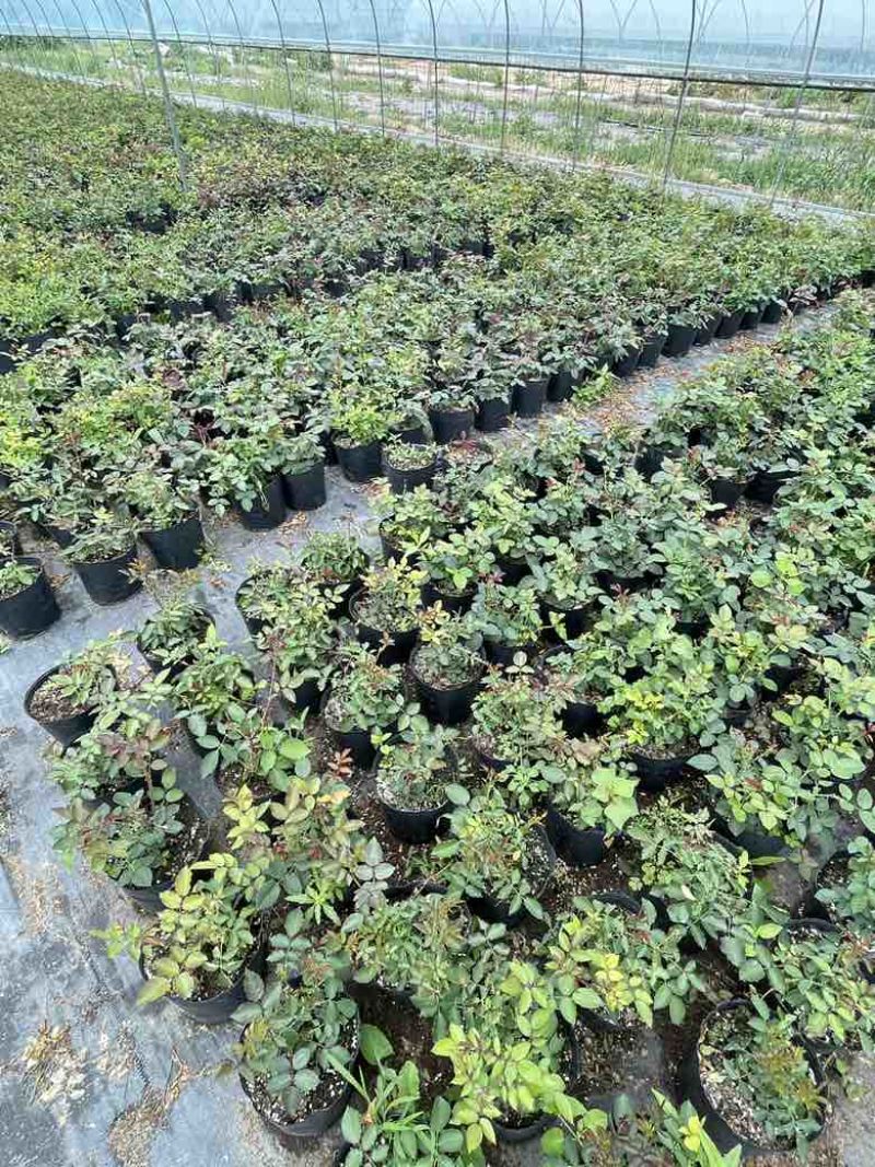 月季苗大花月季盆栽