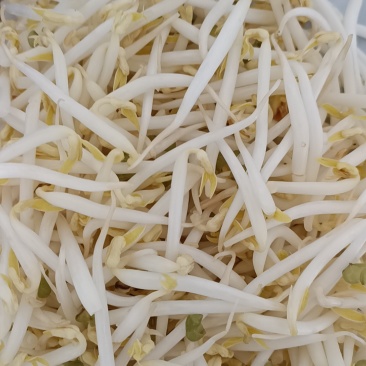 精品豆芽
