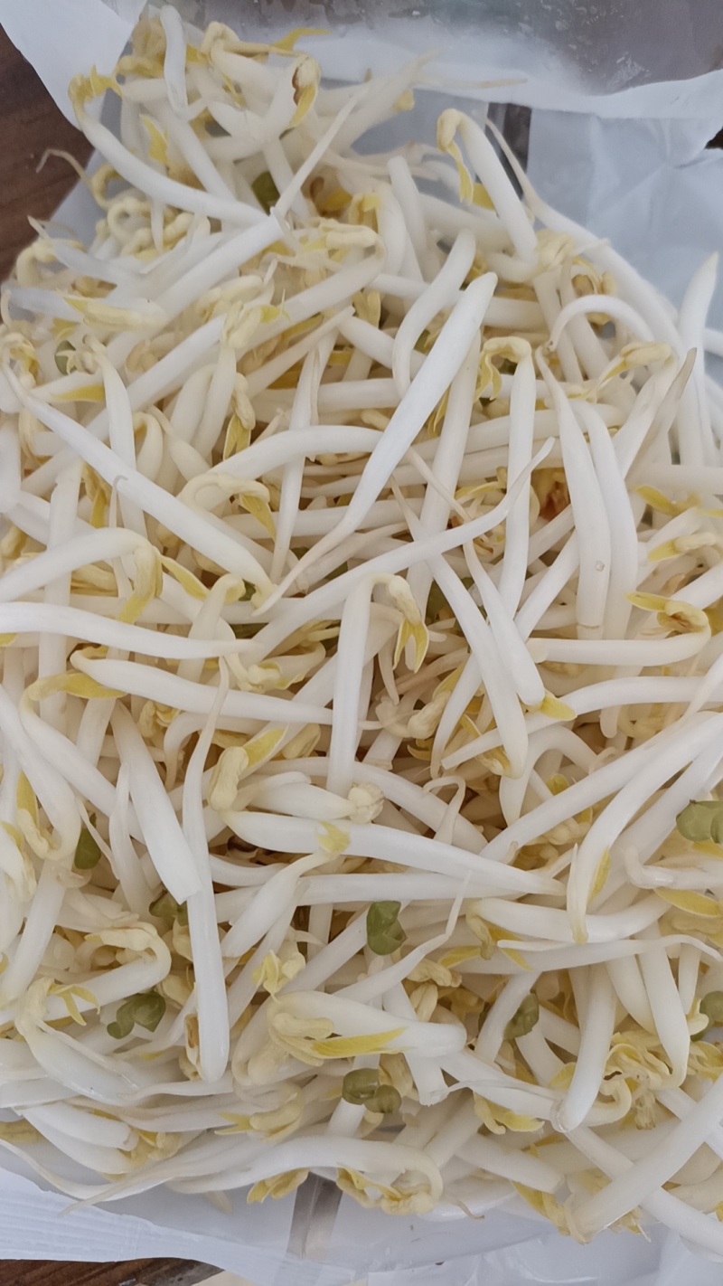 精品豆芽