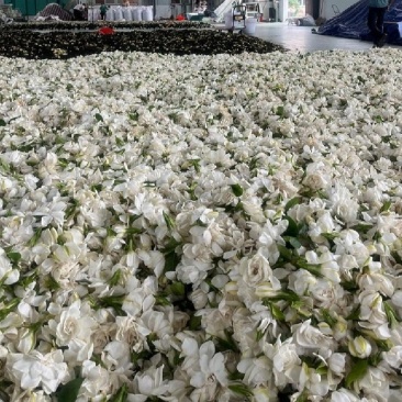 栀子花鲜花瓣