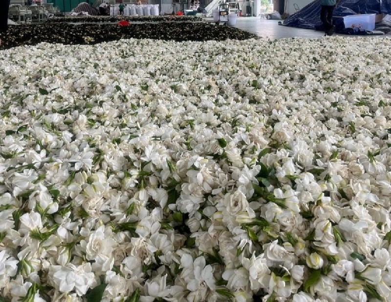 栀子花鲜花瓣