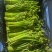 角菜刺龙牙菜