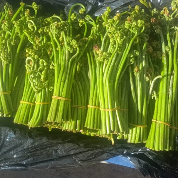 角菜刺龙牙菜